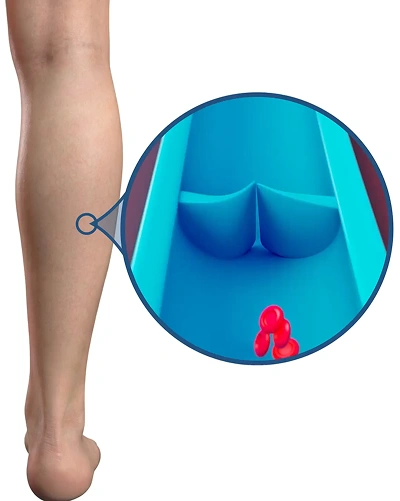 3D animation of a healthy leg vein: a one-way valve opens to let blood flow up toward the heart, then snaps shut behind it.
